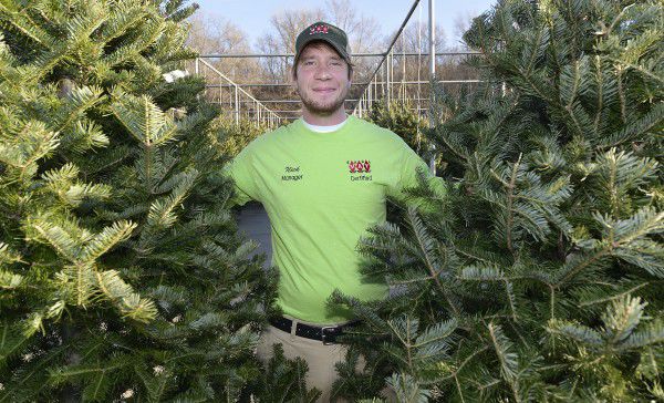 Live Christmas trees